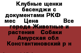 Клубные щенки басенджи с документами РКФ - 2,5 мес. › Цена ­ 20 000 - Все города Животные и растения » Собаки   . Амурская обл.,Константиновский р-н